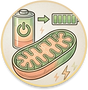 Reduction in Fatigue